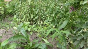 Ромашка Крейзи Дейзи  Уход, подкормки, цветение