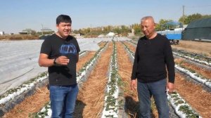 Выращивание клубники методом малообъемной гидропоники в балаганах!!! Каменная вата, кокос, торф.