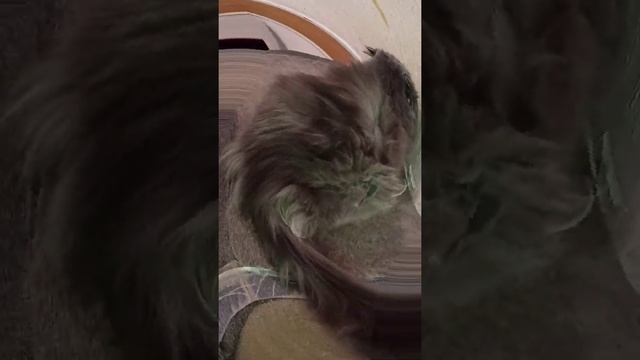 Крупный котик избавился от колтунов. /стрижка кошек смотреть онлайн