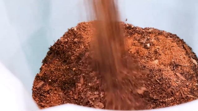 How to grow Sansevieria hahnii and how to propagate sansevieria hahnii, dwarf snake plant смотреть онлайн