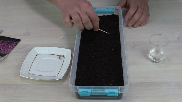 Лобелия лучший способ посева