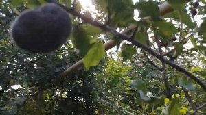 Чёрный Абрикос. abricot noir#blackabricus