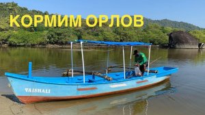 #10 ШУРИК- ЛУЧШИЙ ГИД НА ПАЛОЛЕМЕ! КОРМИМ ОРЛОВ! ИНДИЯ-2021, ЮЖНЫЙ ГОА, ПЛЯЖ ПАЛОЛЕМ