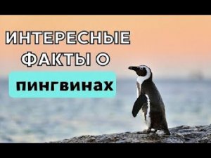 Интересные факты о пингвинах, которые вы, возможно, не знали