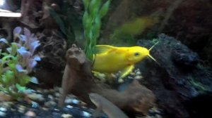 Rare Yellow synodontis catfish