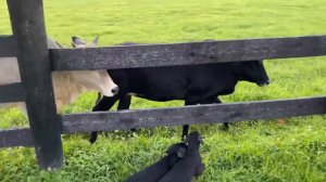 Doberman Puppies Meeting Cows "S" Litter 8 Wks @ Prufenpuden Farms Protection Dog Sales