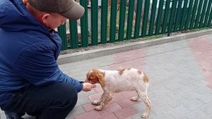 щенок эпаньоль бретон первые подачи.