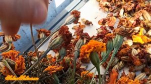 Природный краситель для птиц - Бархатцы (чернобривцы)