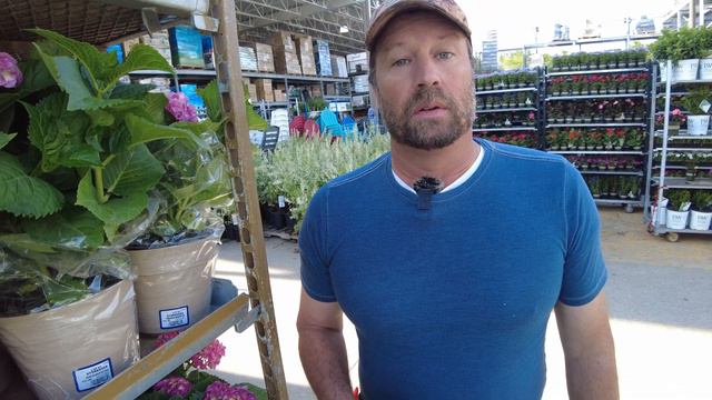 Lowes Plant & Clearance Shopping! Stuffed with plants смотреть онлайн