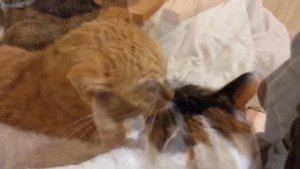 ASMR Cat licking other cat’s ear (LOOPED)