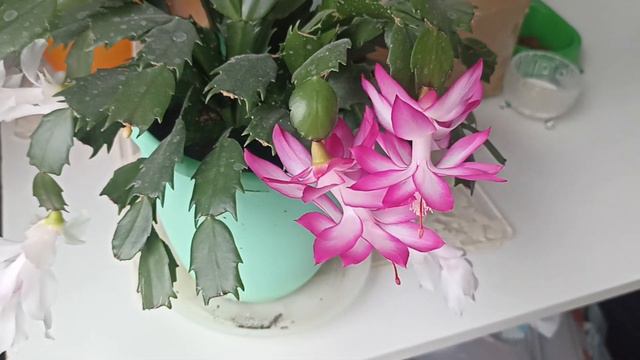 декабрист смотреть онлайн