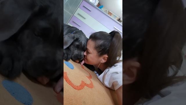 Cane corso puppy как растёт и меняется щенок  Кане корсо от 1 до 8 месяцев
