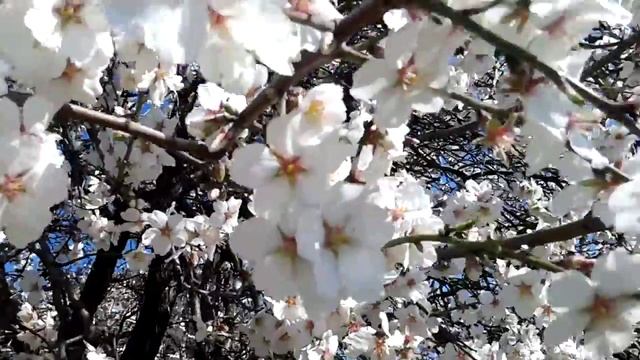 Мендаль цветёт . смотреть онлайн