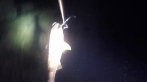 Подводная охота в  Черногории 2016
