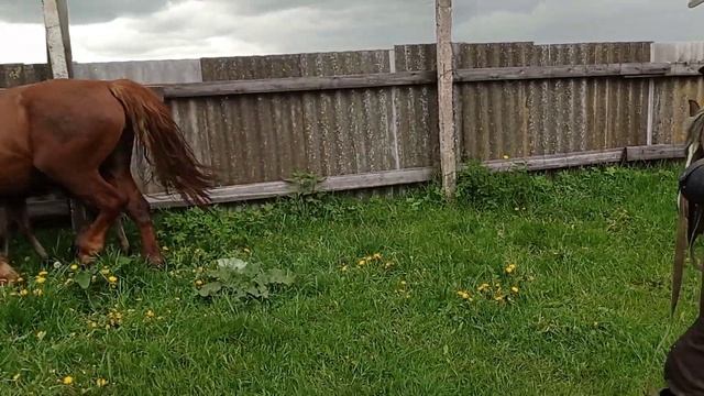 Жеребец сделал свое дело смотреть онлайн