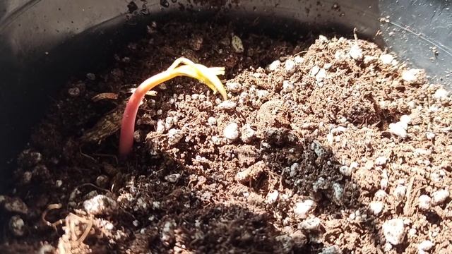 Манго из косточки 2 часть смотреть онлайн