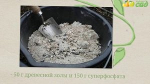 Посадка айвы - как правильно посадить айву