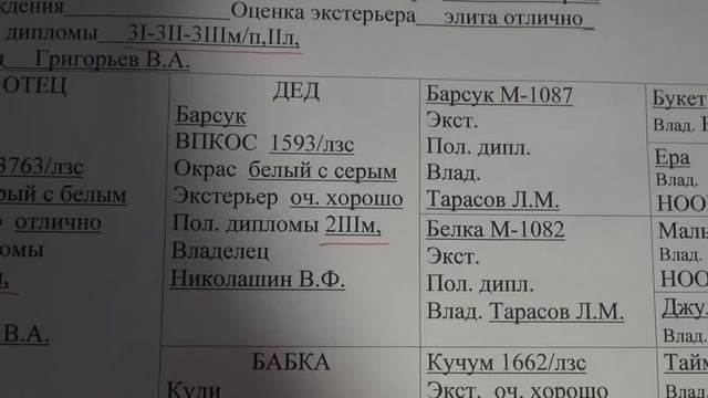Происхождение собак Удмуртского питомника ЗСЛ. Часть 2 смотреть онлайн