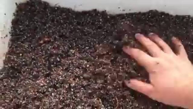 Где купить саженцы малины? Саженцы малины Маравилла.