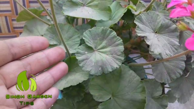 .How to care Geranium Plant in summer || Singh Garden Tips смотреть онлайн