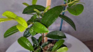 Мирт Евгения миртолисная 3