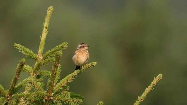 Птицы рано утром 27 июля смотреть онлайн