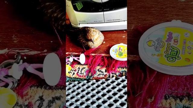 Ну вот поели,теперь можно и по спать//Дрозд рябинник//Домашние птицы смотреть онлайн