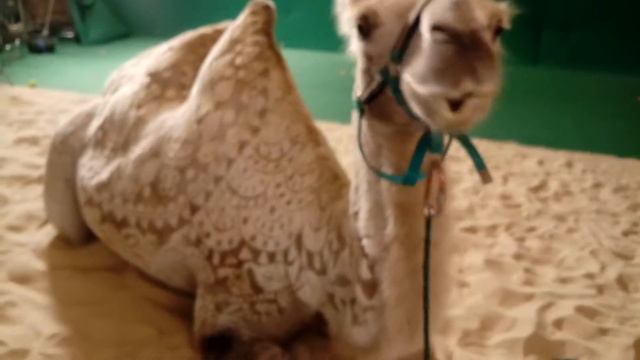 🐫🐪🌷🌸🌹Верблюд. Аренда. Москва. 89167021108 смотреть онлайн