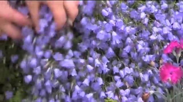 Campanula Pusilla Or Campanula Cochlearifolia