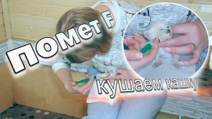 Сибирские Невские Маскарадные Кошки - Помет F. Кушаем кашку ??