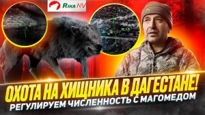 Охота на волка и шакала в Дагестане! Магомед и Али регулируют численность хищника на Кавказе!