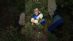 Гортензия "Magical Sweet Summer"