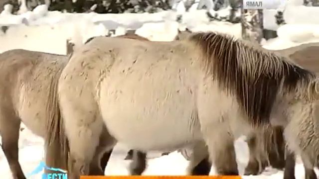 Морозоустойчивые и по-милому мохноногие. Якутские лошади приживаются на Ямале смотреть онлайн