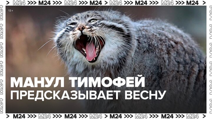Манул Тимофей предсказал москвичам скорое наступление весны - Москва 24