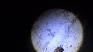 Удачная засидка на лису! Охота из засидки на лису! Видео с фотоловушек! Лисовин добыт!