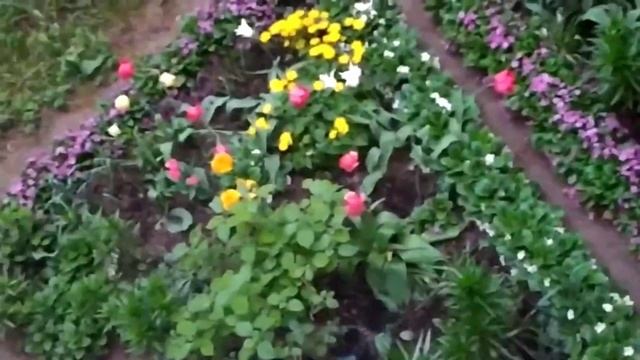 Вот и белые ночи в Санкт-Петербурге и зацвела Спирея-Невеста. ? смотреть онлайн