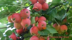 Яблоня обыкновенная Горноалтайское (malus) ? обзор: как сажать, саженцы яблони Горноалтайское