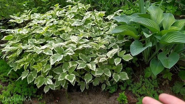 Рослини-агресори в саду. Що з ними робити.Частина 2. 10/06/2021 смотреть онлайн