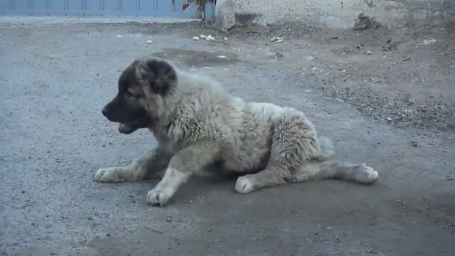 Лучшие щенки кавказской овчарки ИЗ ДОМА МАРВИС смотреть онлайн