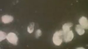 Питание гидры