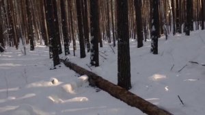 Добыча дров! Баня будет жаркой! Покатушки на снегоходе Буран.