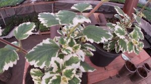 Плектрантус