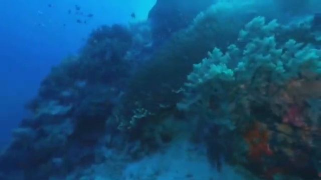 Virtual Reality - 360° 8k Corals Of The Philippines | Oculus Quest 2 смотреть онлайн