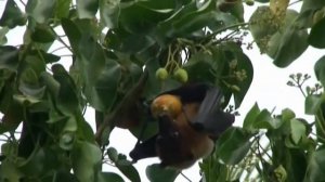 Flying fox Летучая лисица