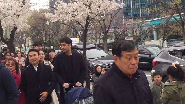 spring cherry blossom in south korea смотреть онлайн