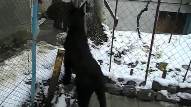 п-к Роман-Кош..Роман-Кош Ива Баско и Роман-Ккош Ирика Санни Годесс. Дети РК Евридики и Джайва смотреть онлайн