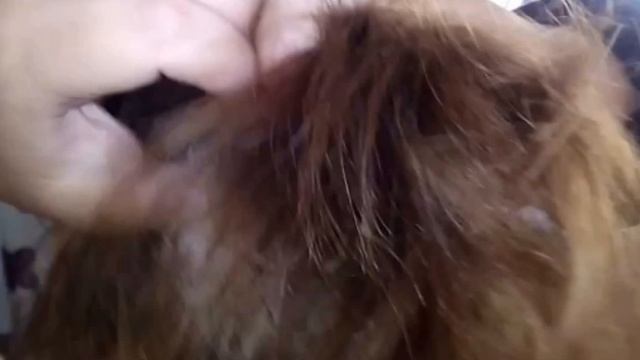 Плетение колосков смотреть онлайн