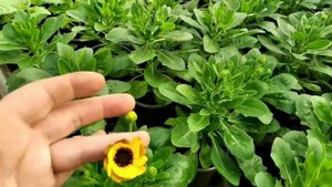 Какие у нас ЦЕНЫ НА РАССАДУ ЦВЕТОВ И ОВОЩЕЙ? Полный ассортимент ВЕСНА 2022!