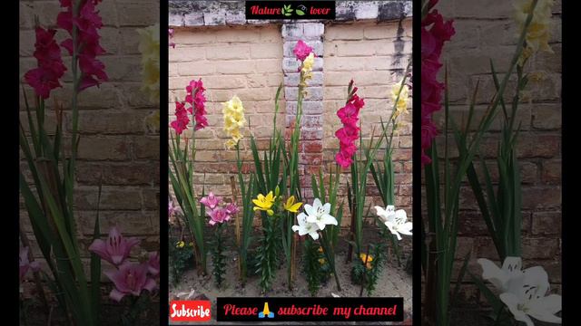 Gladiolus flowers in home🏠gardens#nature 🌿🍃#subcribe #garden 🏡#2023