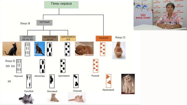 Как возникают окрасы кошек. Солидные окрасы. смотреть онлайн